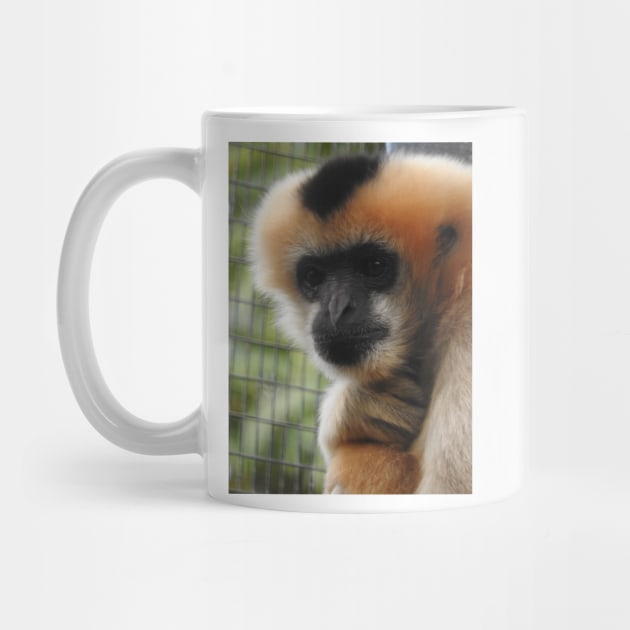 White-cheeked gibbon by kirstybush